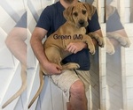Small #1 Great Dane