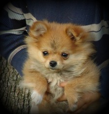 Pomeranian Puppy for sale in SQUAW VALLEY, CA, USA