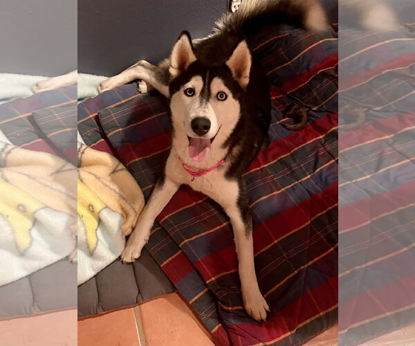 Medium Photo #4 Siberian Husky Puppy For Sale in Lancaster, CA, USA