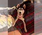 Small #3 Siberian Husky