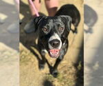 Small #11 American Pit Bull Terrier-Labrador Retriever Mix