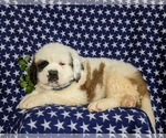 Small Photo #5 Saint Bernard Puppy For Sale in QUARRYVILLE, PA, USA