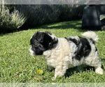 Small #5 Havanese