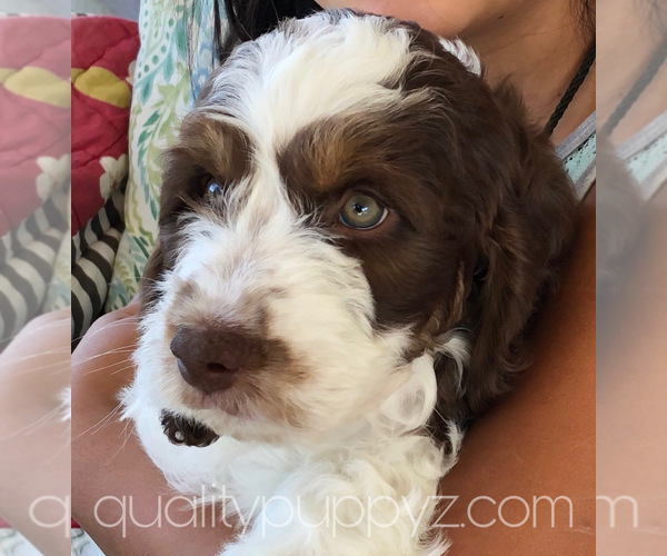 Medium Photo #9 Springerdoodle Puppy For Sale in ANZA, CA, USA