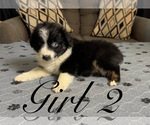 Small #8 Australian Shepherd