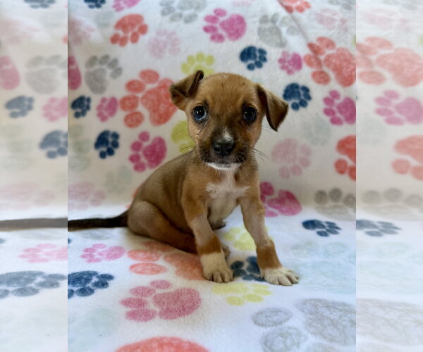 Medium Photo #1 Mutt Puppy For Sale in Plainfield, IL, USA