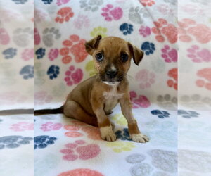 Mutt Dogs for adoption in Plainfield, IL, USA