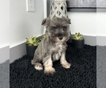 Small Photo #5 Schnauzer (Miniature) Puppy For Sale in FRANKLIN, IN, USA