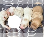 Puppy Puppy 6 Cavapoo (Miniature)