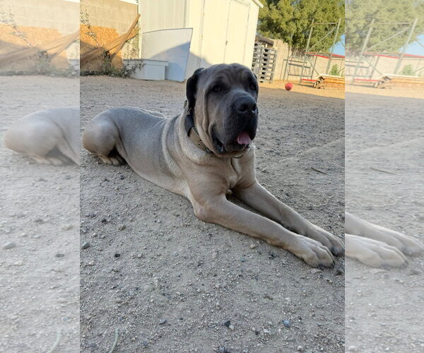 Medium Photo #9 Mutt Puppy For Sale in Goodyear, AZ, USA