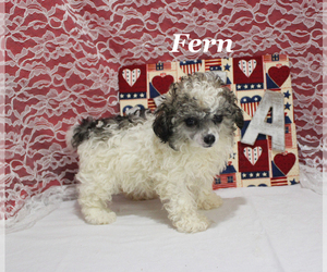 Poodle (Toy) Puppy for sale in CHANUTE, KS, USA