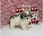 Image preview for Ad Listing. Nickname: Fern