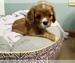 Small #1 Cavalier King Charles Spaniel