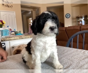Bernedoodle (Miniature) Puppy for sale in ACTON, CA, USA
