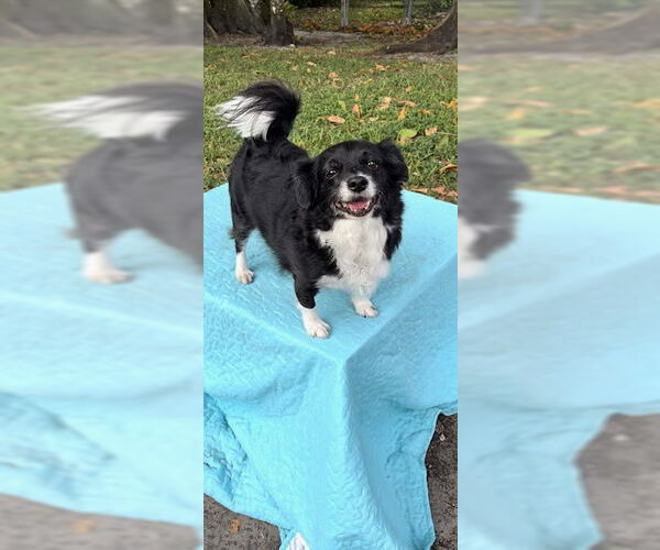 Medium Photo #3 Shih Tzu-Unknown Mix Puppy For Sale in Weston, FL, USA