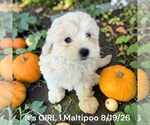 Litter of - Female Bernedoodle (Miniature) Puppy for Sale - Photo #4