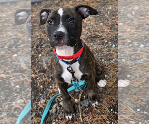 Medium Photo #2 Mutt Puppy For Sale in Clarkston, MI, USA