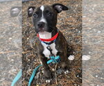 Small #1 Mutt