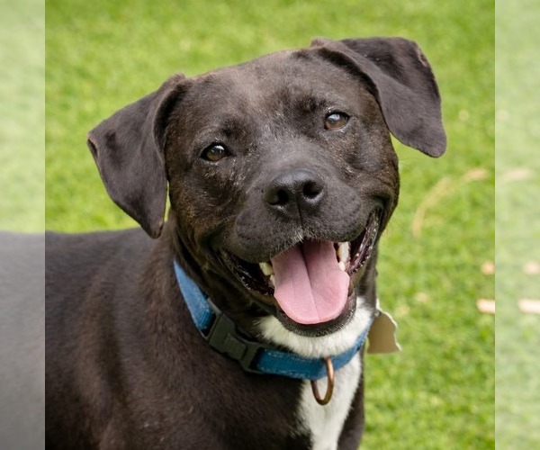 Medium Photo #7 Labrador Retriever-Unknown Mix Puppy For Sale in Ellijay, GA, USA