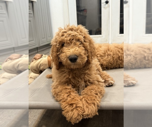 Medium Photo #2 Goldendoodle Puppy For Sale in OAKLAND, CA, USA