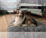Small #3 Collie