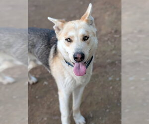 German Shepherd Dog Dogs for adoption in Sacramento, CA, USA