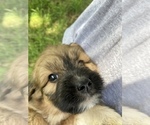 Small Photo #6 Pyredoodle Puppy For Sale in HARROGATE, TN, USA