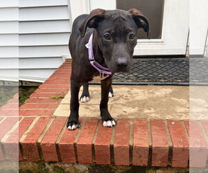 Mutt Dogs for adoption in Cliffwood, NJ, USA