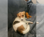 Small #2 Chihuahua Mix
