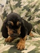 Small #3 Bloodhound