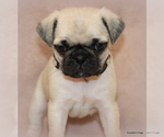 Small Photo #41 Pug Puppy For Sale in WINNSBORO, TX, USA