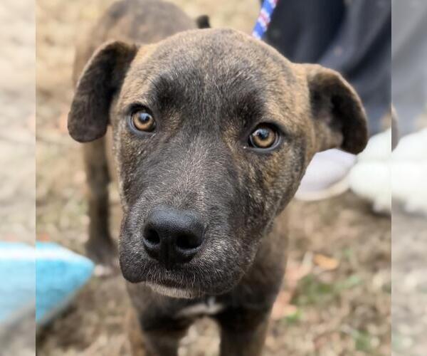 Medium Photo #1 Holland Shepherd-Unknown Mix Puppy For Sale in Yardley, PA, USA