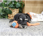 Small #3 Schnauzer (Miniature)