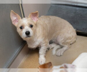 Mutt Dogs for adoption in Martinez, CA, USA