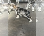 Small Photo #6 Schnauzer (Miniature) Puppy For Sale in KANNAPOLIS, NC, USA