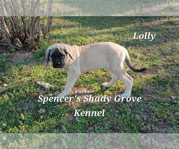 Medium Photo #4 Mastiff Puppy For Sale in CABOOL, MO, USA