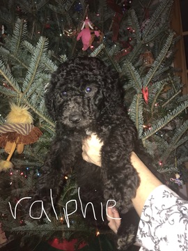 Medium Photo #5 Poodle (Standard) Puppy For Sale in TRYON, NC, USA