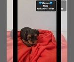 Small #1 Yorkshire Terrier