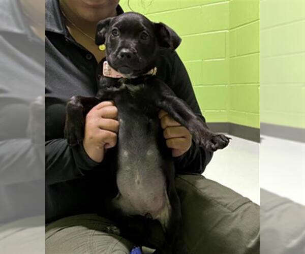 Medium Photo #1 Labrador Retriever-Unknown Mix Puppy For Sale in Temple, TX, USA