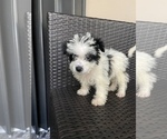 Small Photo #6 Morkie Puppy For Sale in HOLLYWOOD, FL, USA