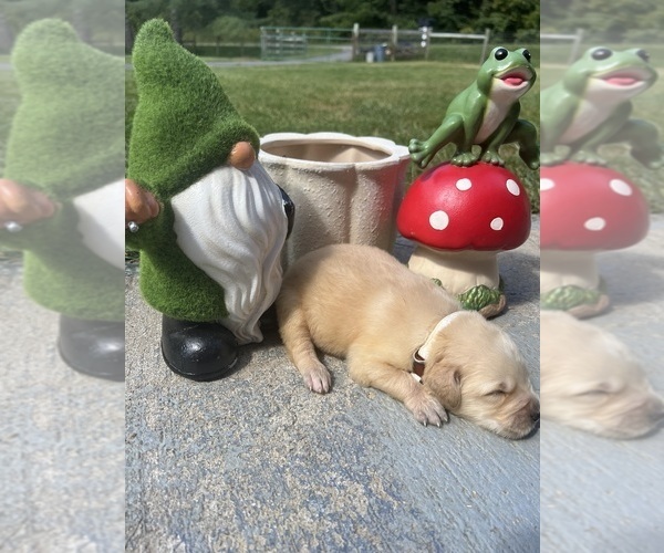 Medium Photo #9 Golden Retriever Puppy For Sale in NEOLA, WV, USA