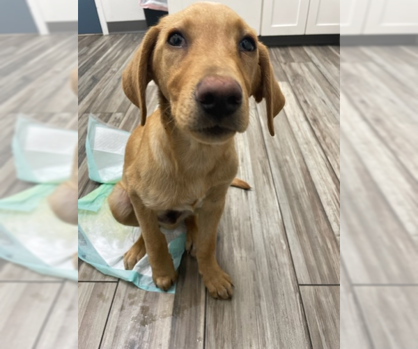 Medium Photo #18 Labrador Retriever-Unknown Mix Puppy For Sale in Fort Worth, TX, USA