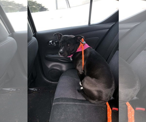 Medium Photo #11 American Staffordshire Terrier-Unknown Mix Puppy For Sale in Holly Springs, NC, USA