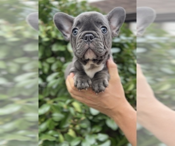 Medium Photo #7 French Bulldog Puppy For Sale in METUCHEN, NJ, USA