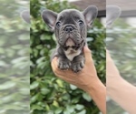 Small #6 French Bulldog