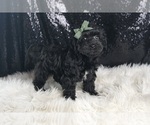 Small #3 YorkiePoo
