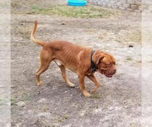 Father of the Dogue de Bordeaux puppies born on 05/24/2020