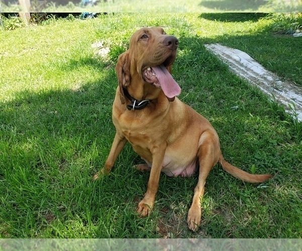 Medium Photo #1 Bloodhound Puppy For Sale in TANEYVILLE, MO, USA