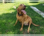 Small Photo #1 Bloodhound Puppy For Sale in TANEYVILLE, MO, USA