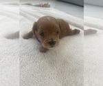 Small #1 Cavapoo (Standard)